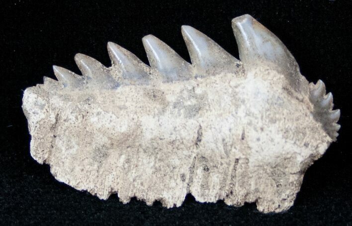 Fossil Cow Shark (Notorynchus) Tooth - South Carolina #12960